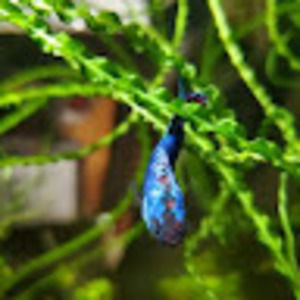 Meet your Posher, Alisson